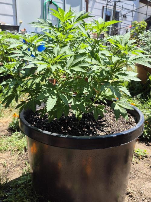 Spring 26. Week 7