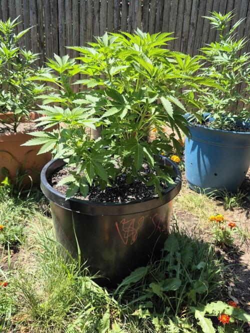 Spring 26. Week 7