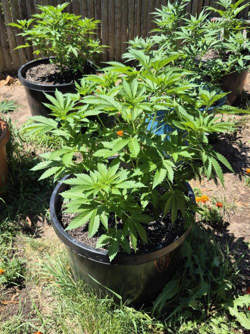 Spring 26. Week 7