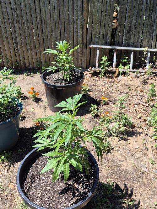 Spring 26. Week 7