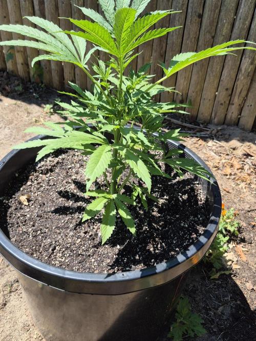 Spring 26. Week 7
