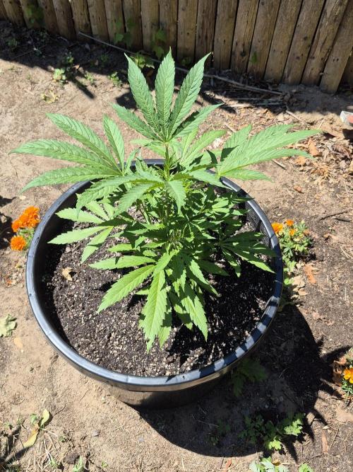 Spring 26. Week 7