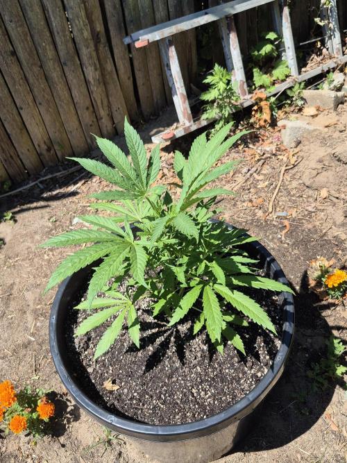 Spring 26. Week 7