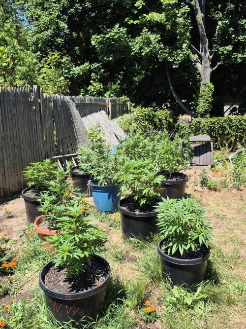 Spring 26. Week 7