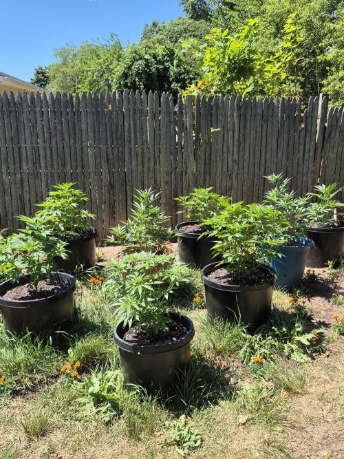 Spring 26. Week 7