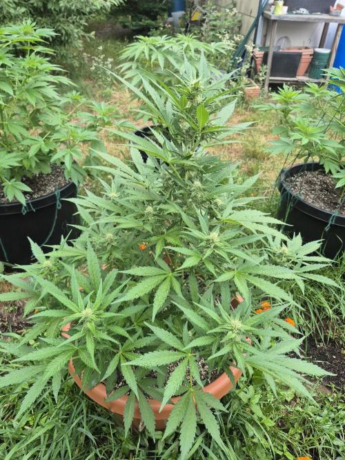 Purp haze 2026. Week 8