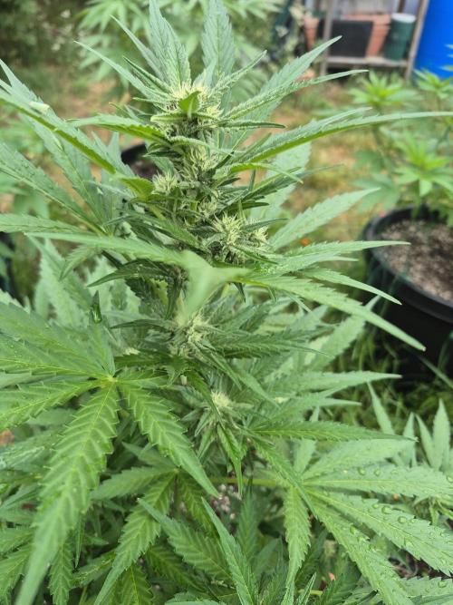 Purp haze 2026. Week 8