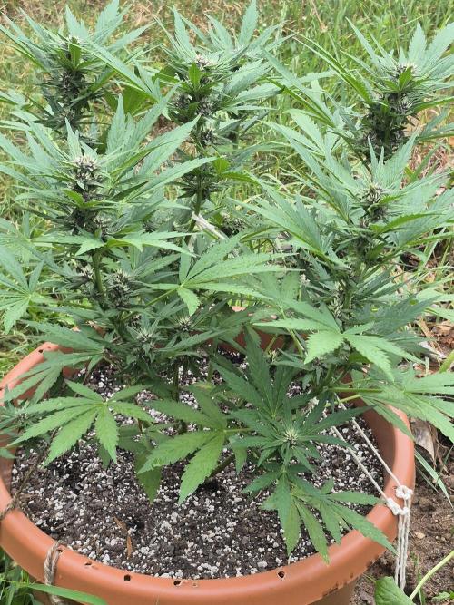 Purp haze 2026. Week 8