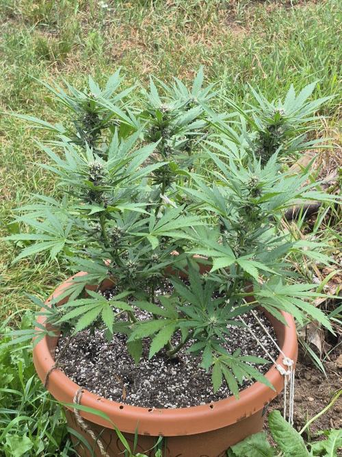 Purp haze 2026. Week 8
