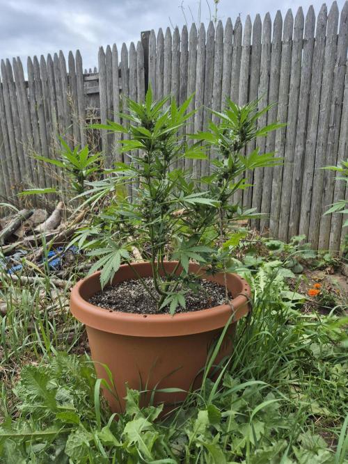 Purp haze 2026. Week 8