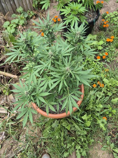 Purp haze 2026. Week 8