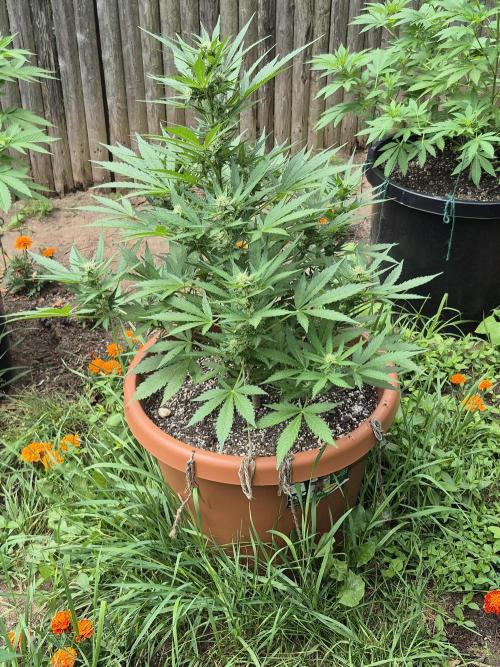 Purp haze 2026. Week 8
