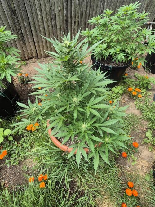 Purp haze 2026. Week 8