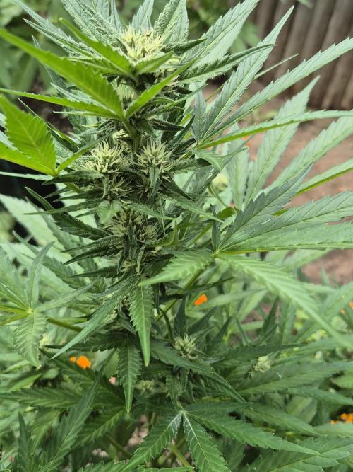 Purp haze 2026. Week 8