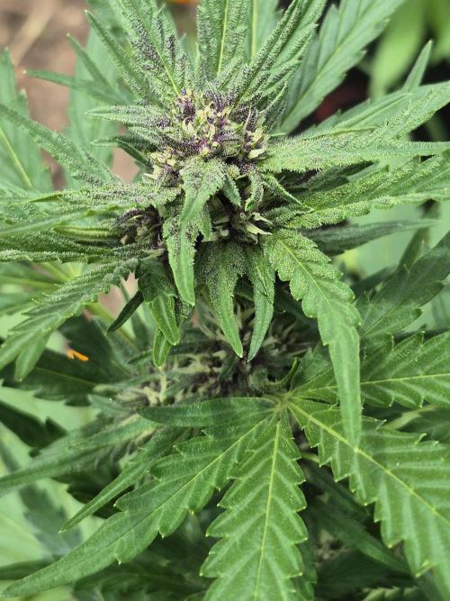 Purp haze 2026. Week 8