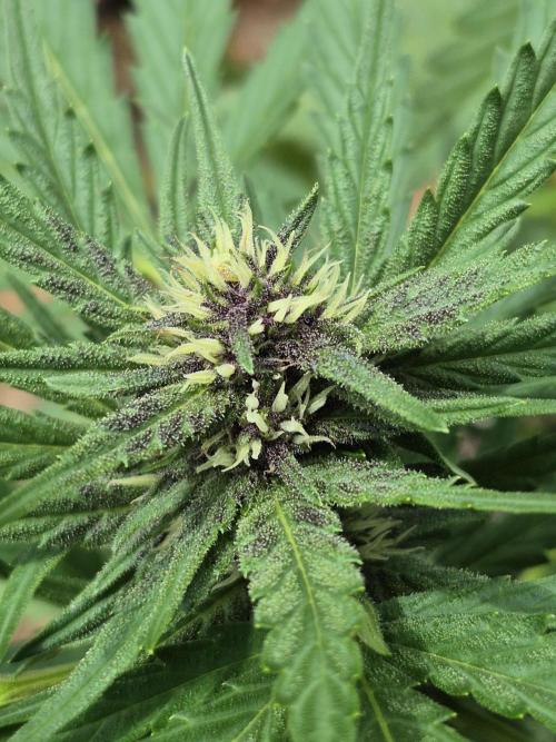 Purp haze 2026. Week 8