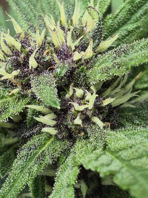 Purp haze 2026. Week 8