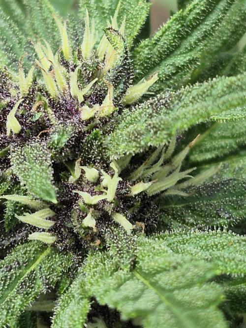 Purp haze 2026. Week 8
