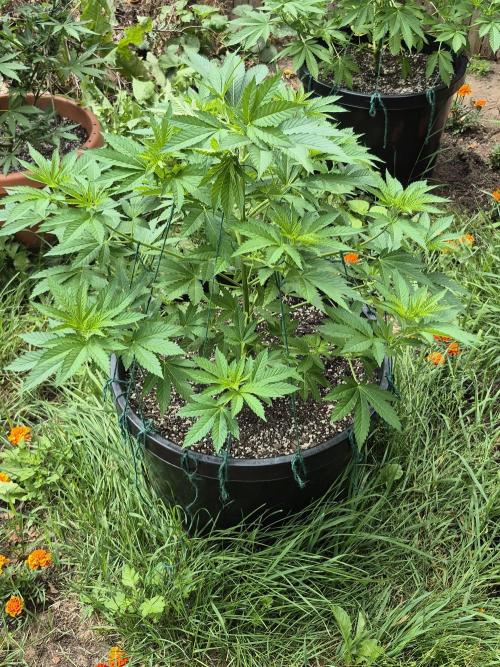 Spring 26. Week 8