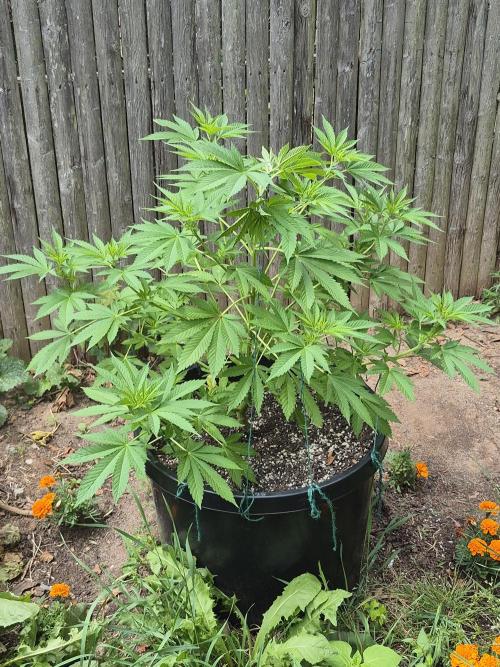Spring 26. Week 8