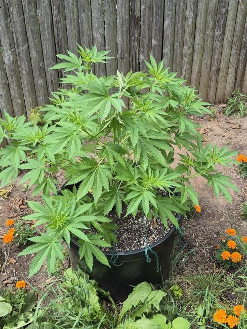 Spring 26. Week 8