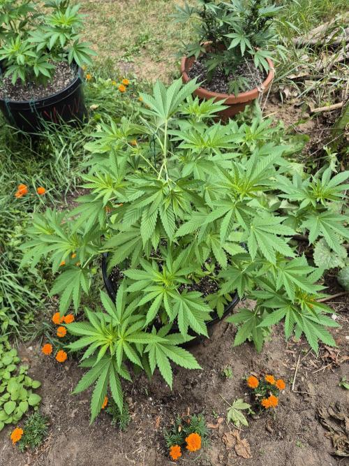 Spring 26. Week 8