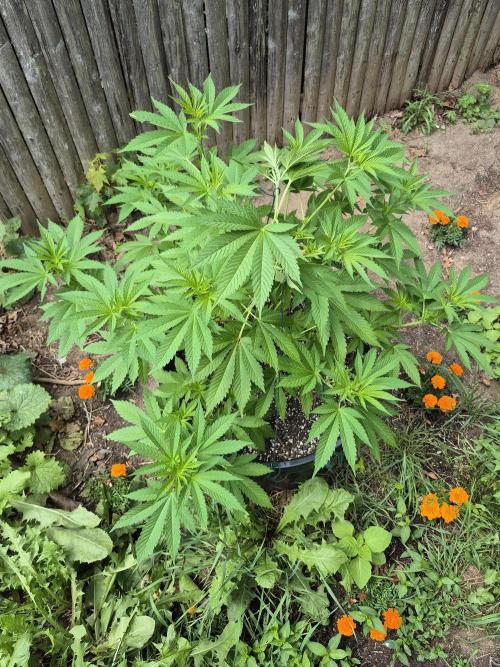 Spring 26. Week 8