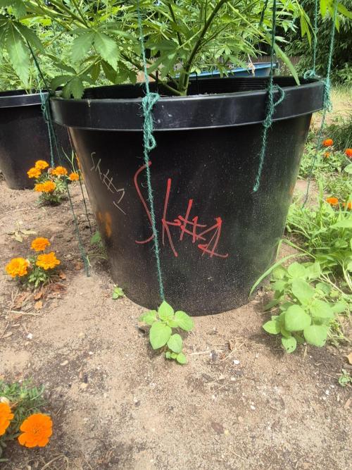 Spring 26. Week 8
