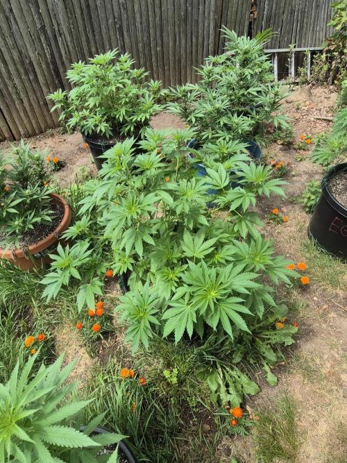 Spring 26. Week 8