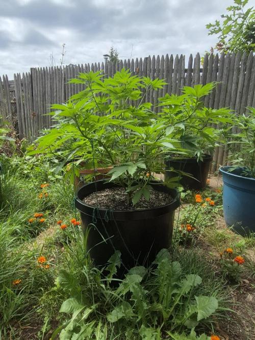 Spring 26. Week 8