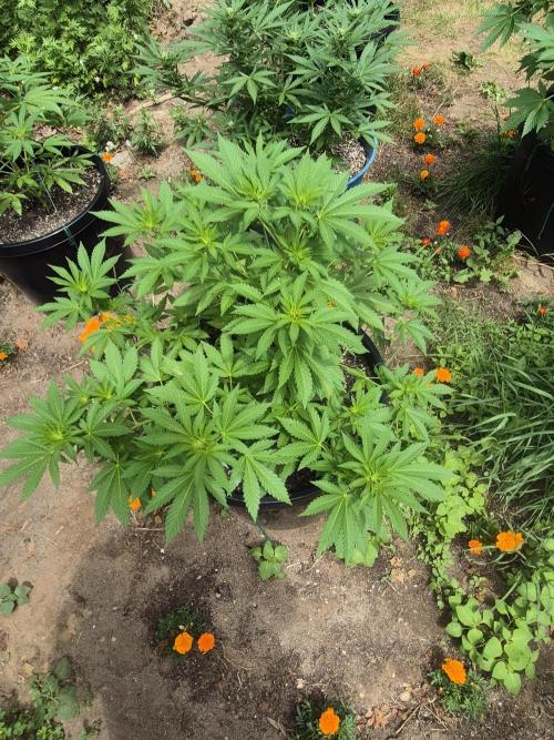 Spring 26. Week 8