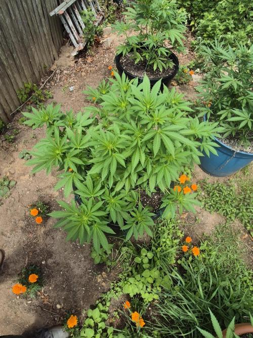 Spring 26. Week 8