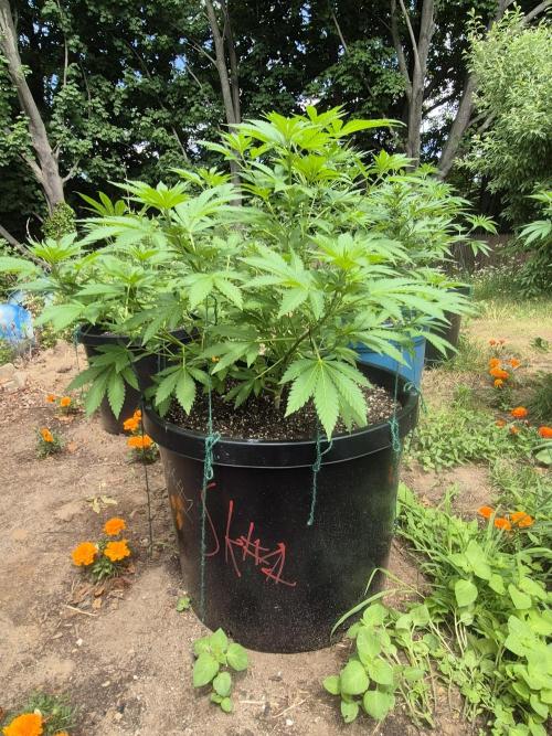Spring 26. Week 8