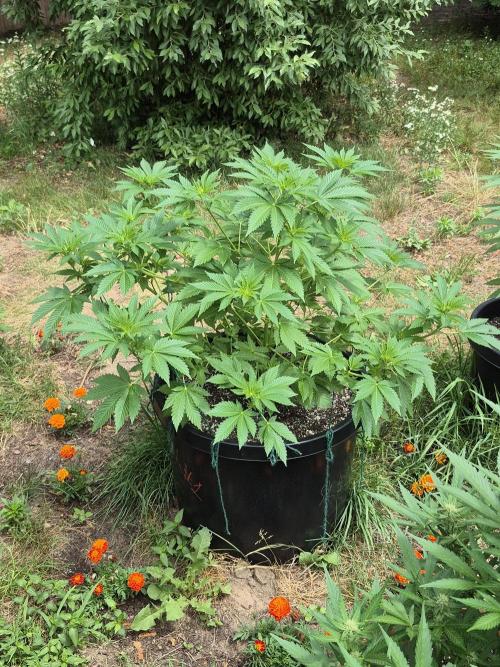 Spring 26. Week 8