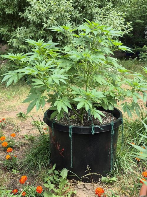 Spring 26. Week 8