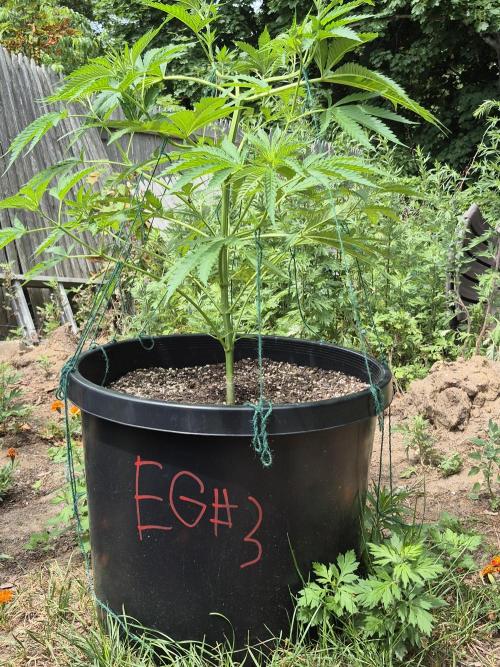 Spring 26. Week 8