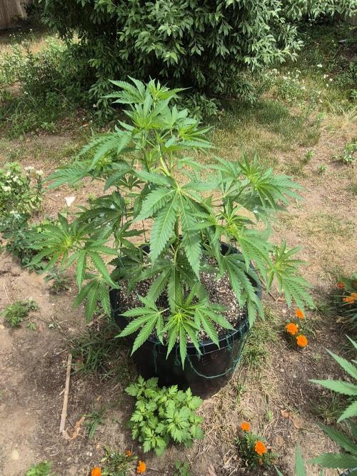 Spring 26. Week 8