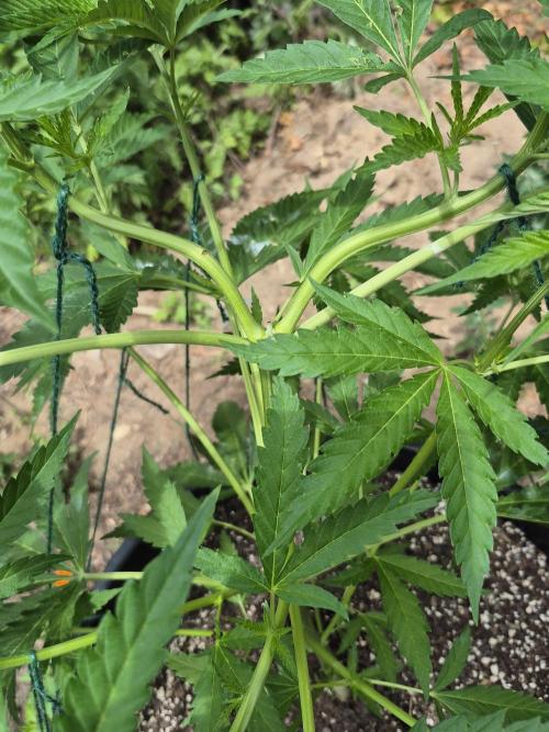 Spring 26. Week 8