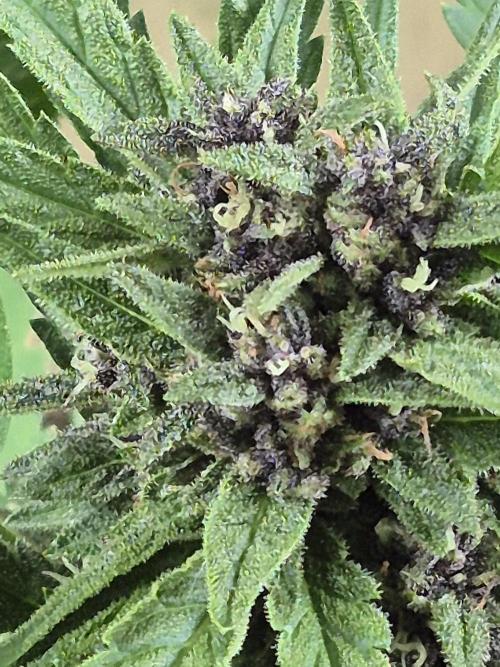 Purp haze 2026. Week 9