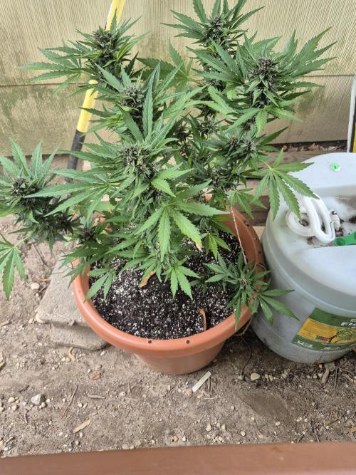 Purp haze 2026. Week 9