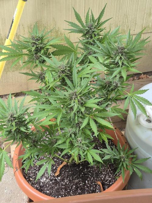Purp haze 2026. Week 9