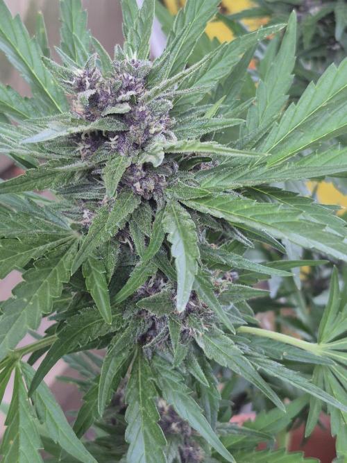 Purp haze 2026. Week 9