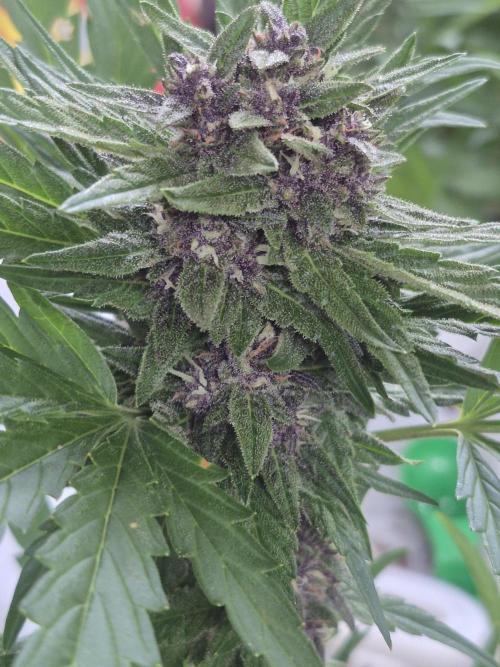 Purp haze 2026. Week 9
