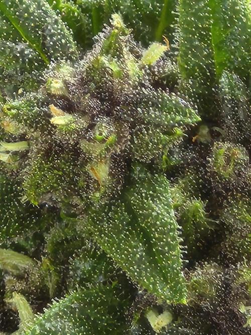 Purp haze 2026. Week 9