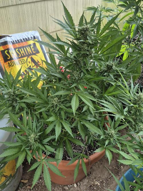 Purp haze 2026. Week 9
