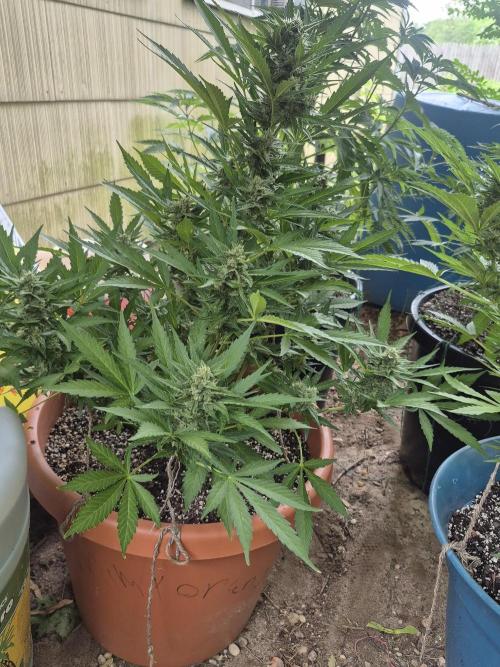 Purp haze 2026. Week 9