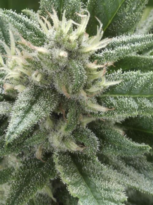 Purp haze 2026. Week 9