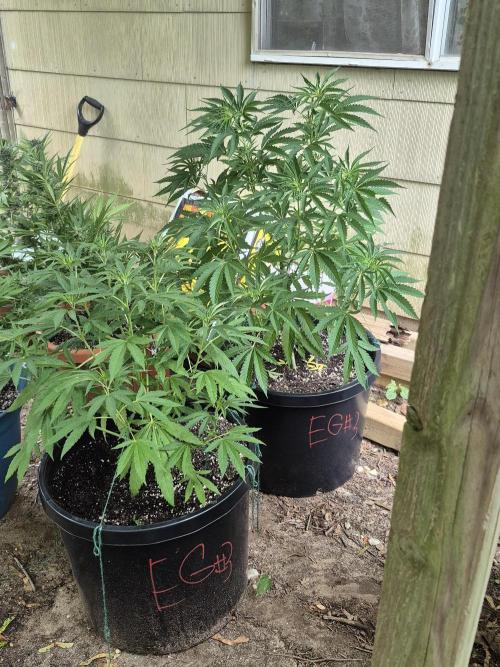 Spring 26. Week 9
