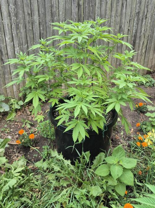 Spring 26. Week 9