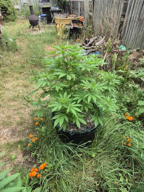 Spring 26. Week 9